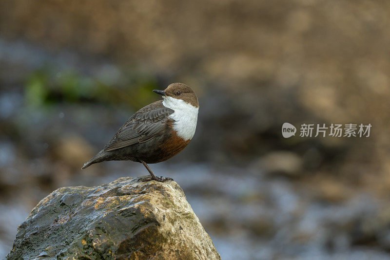 雄性白喉鹬(Cinclus Cinclus)